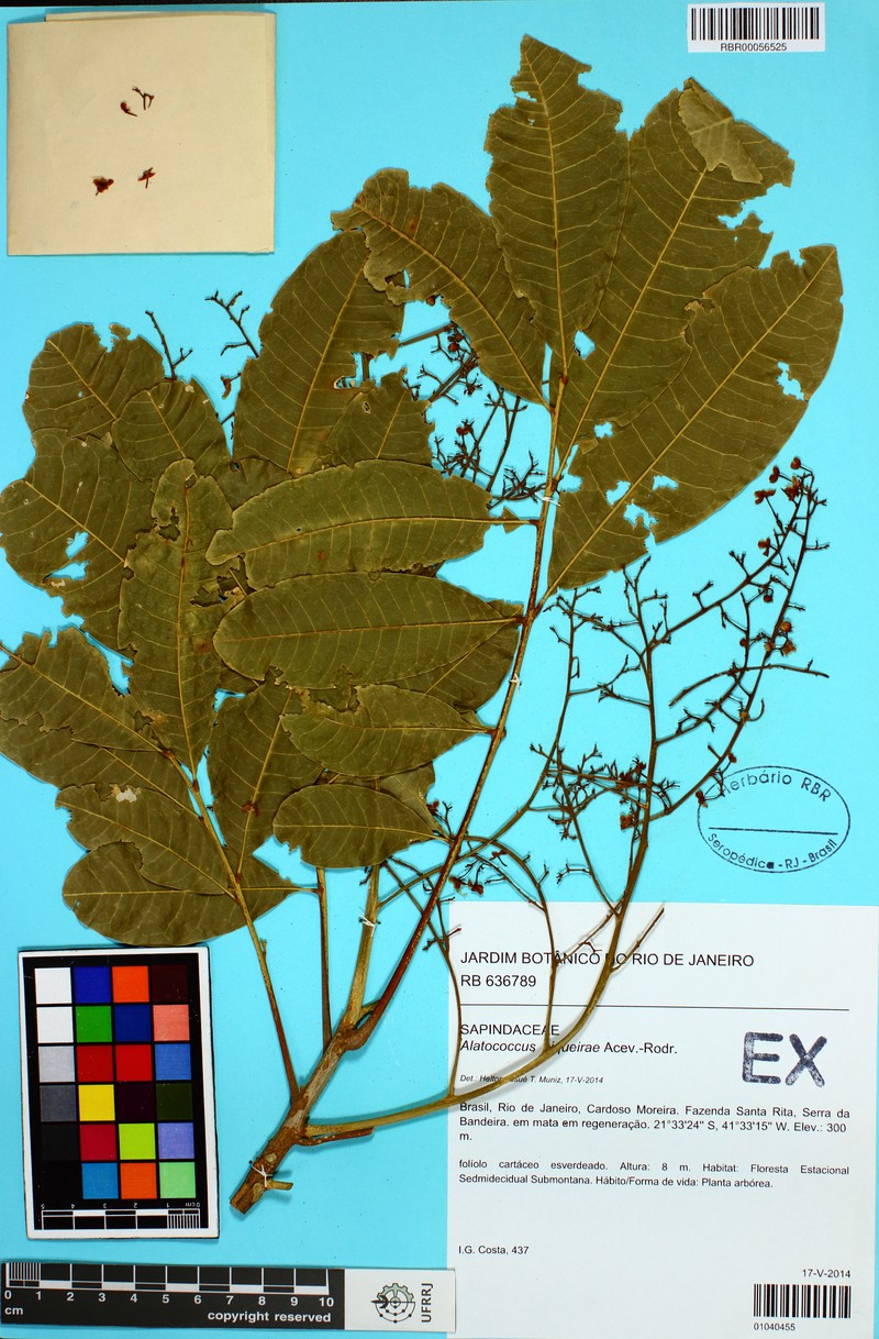Alatococcus siqueirae photo 6