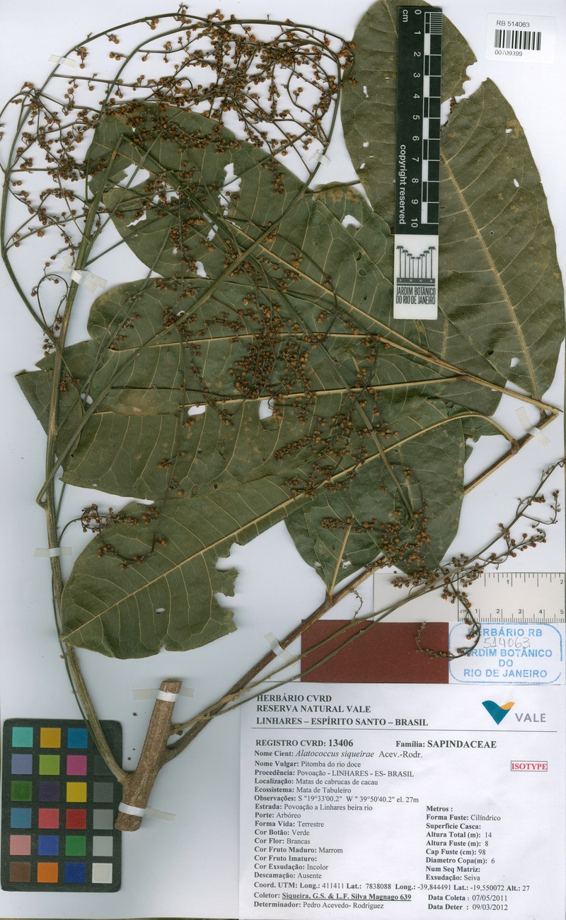 Alatococcus siqueirae photo 7