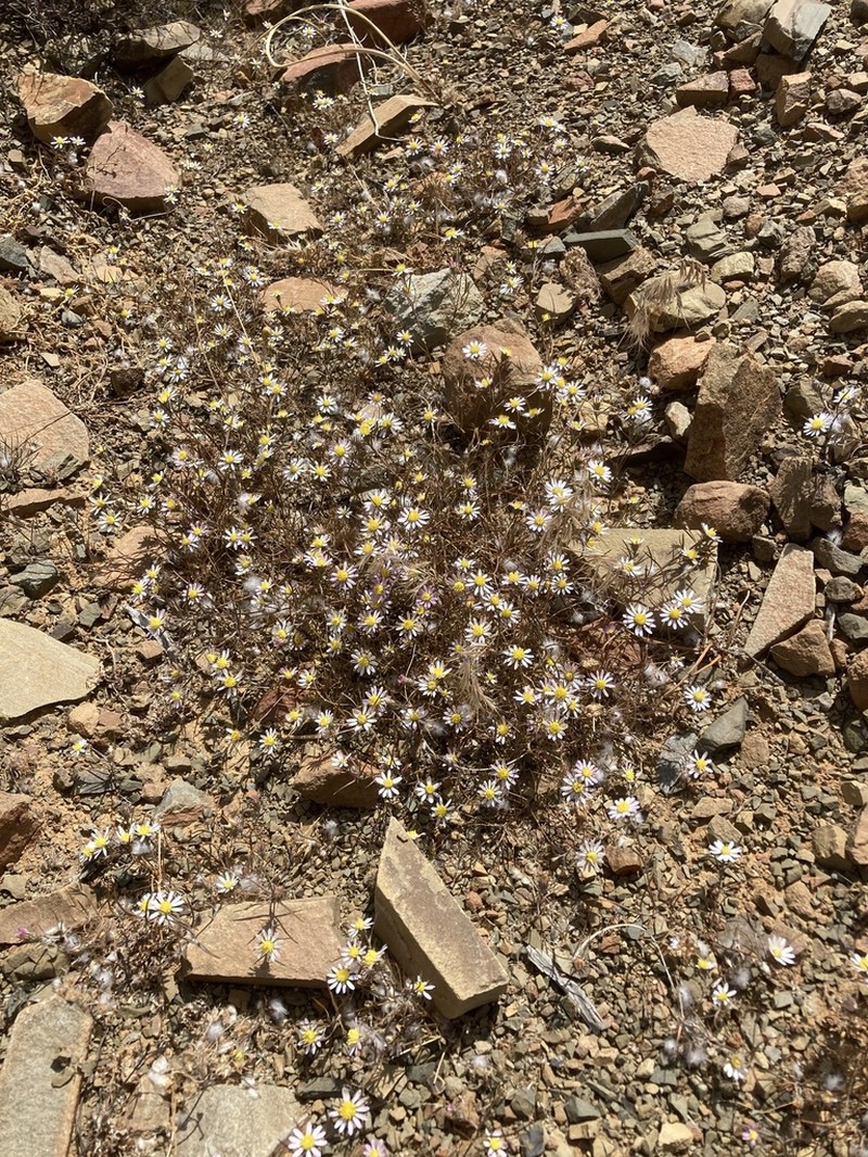 Alatoseta tenuis