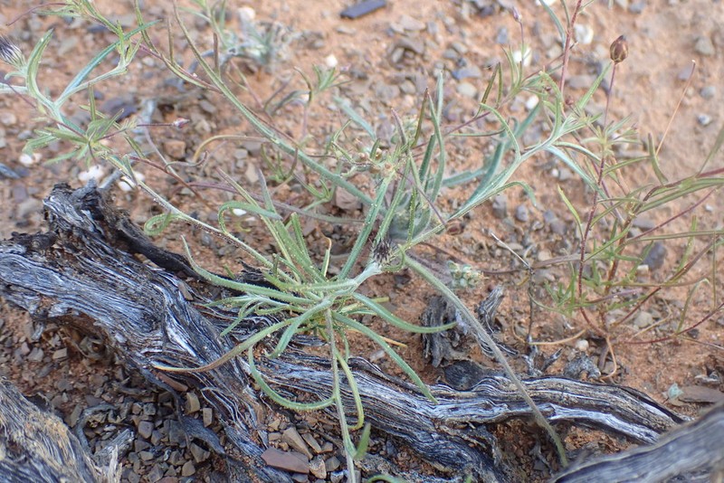 Alatoseta tenuis photo 2