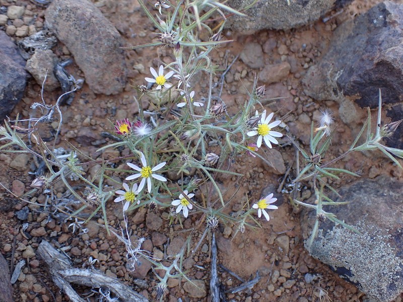 Alatoseta tenuis photo 3