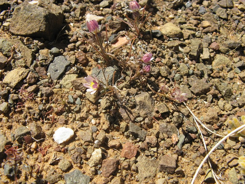 Alatoseta tenuis photo 7