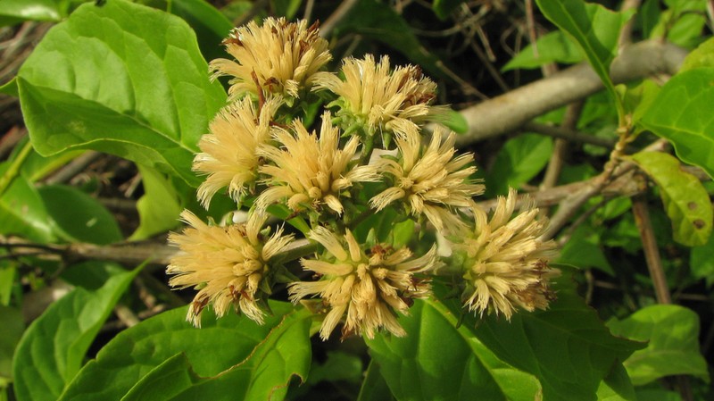 Albertinia brasiliensis
