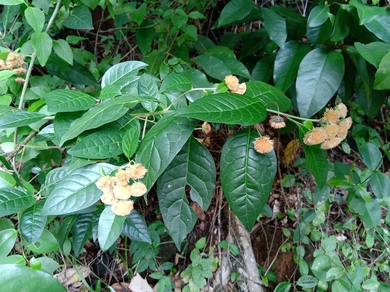 Albertinia brasiliensis photo 4