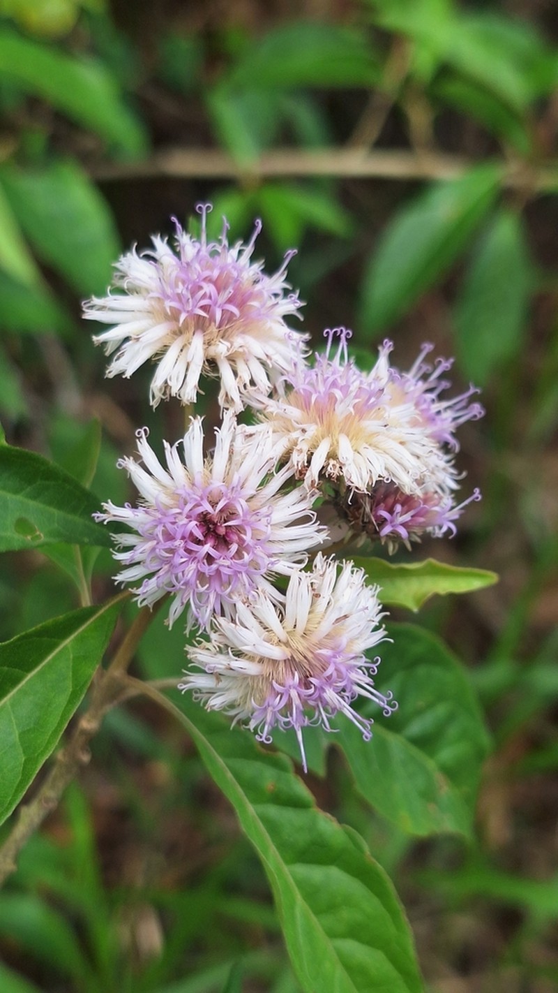 Albertinia brasiliensis photo 2