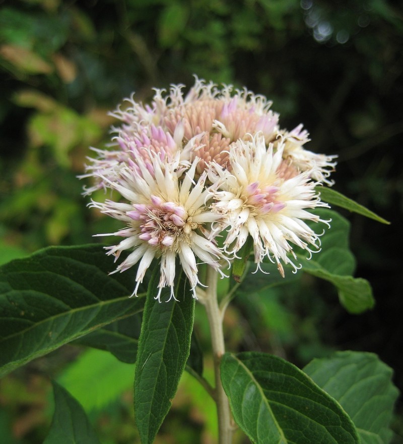 Albertinia brasiliensis photo 3