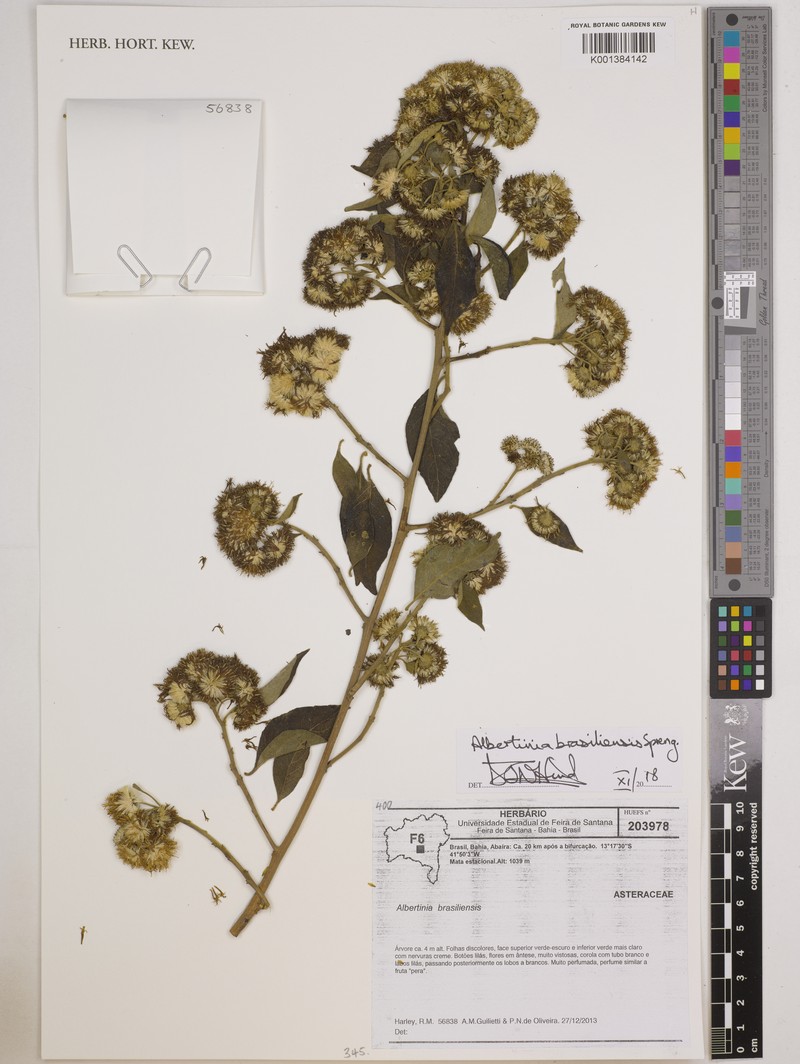 Albertinia brasiliensis photo 4