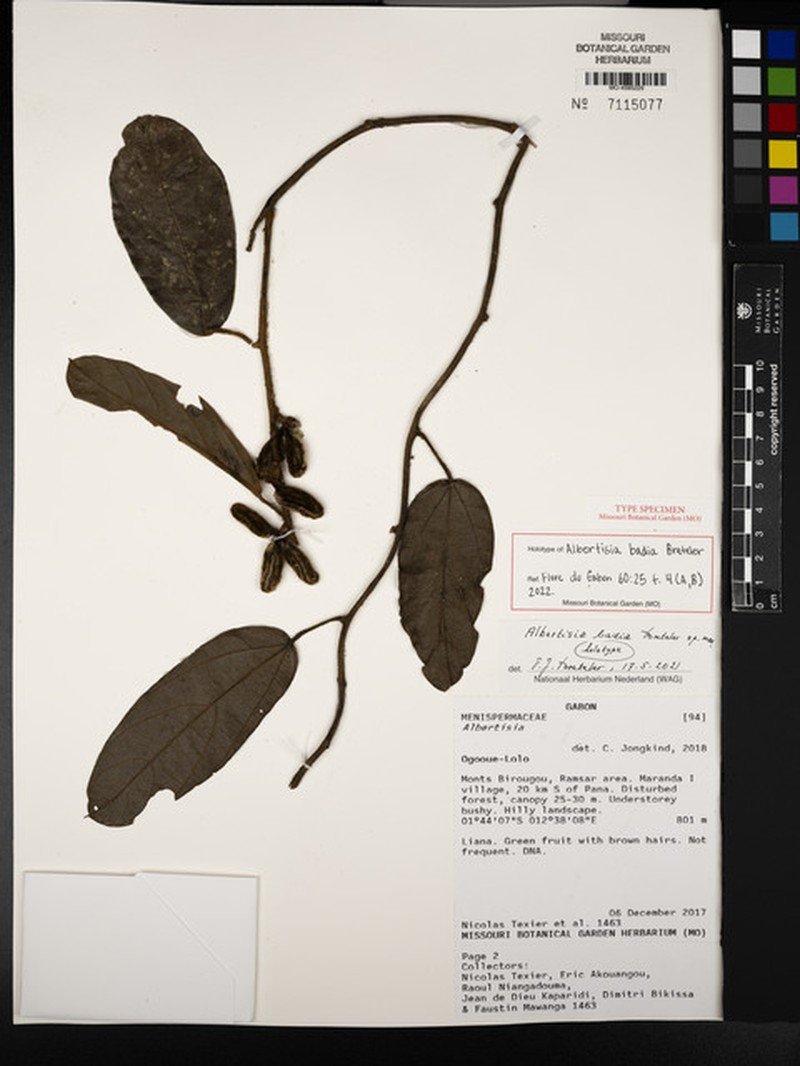 Albertisia badia