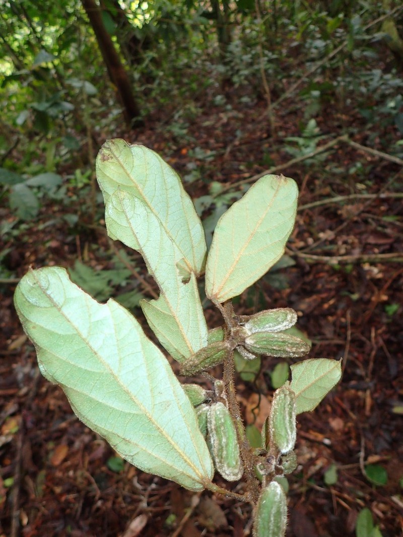 Albertisia badia photo 3