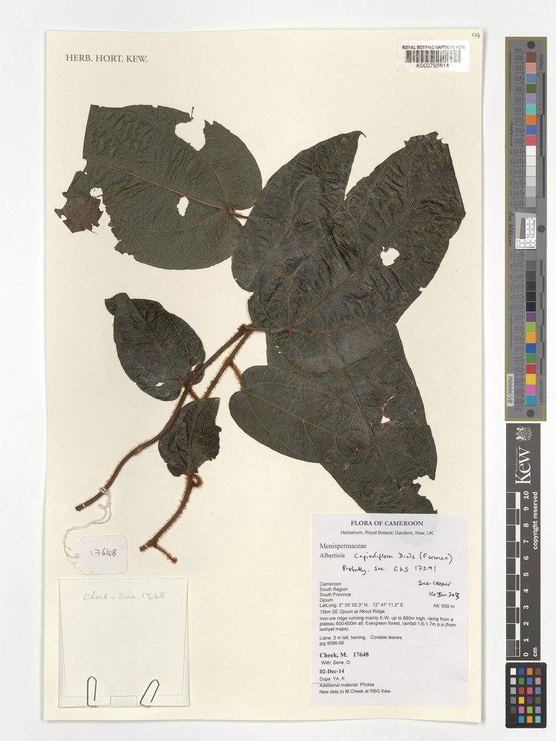 Albertisia capituliflora