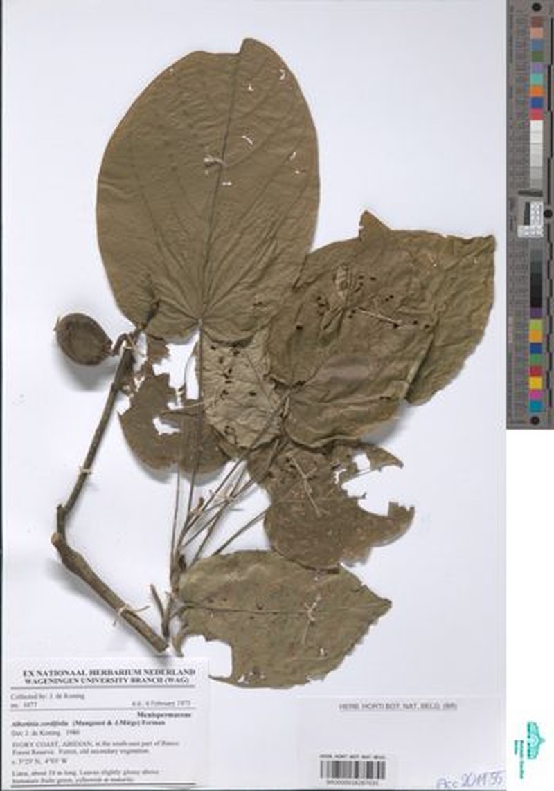 Albertisia cordifolia