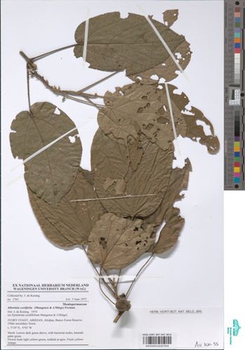 Albertisia cordifolia photo 2