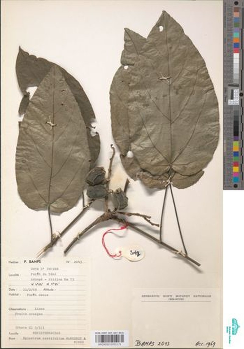 Albertisia cordifolia photo 3
