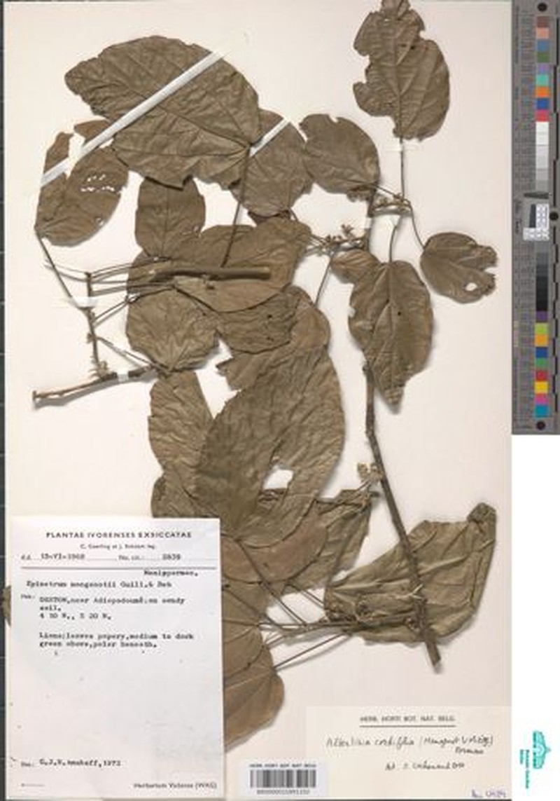 Albertisia cordifolia photo 4