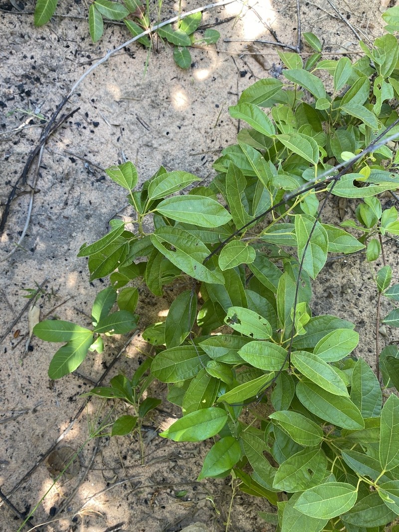 Albertisia delagoensis photo 2