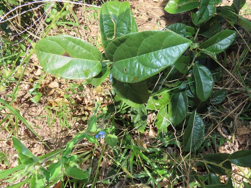 Albertisia delagoensis photo 3