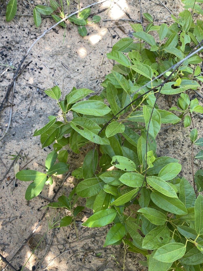 Albertisia delagoensis photo 4