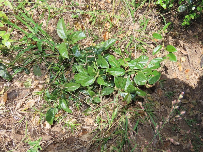 Albertisia delagoensis photo 5