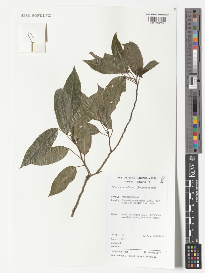 Albertisia exelliana