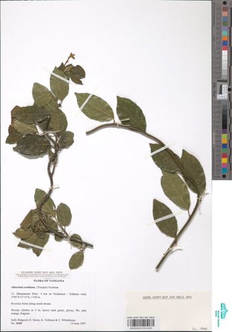 Albertisia exelliana photo 2