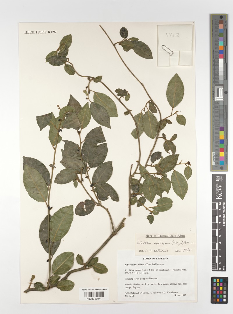 Albertisia exelliana photo 3