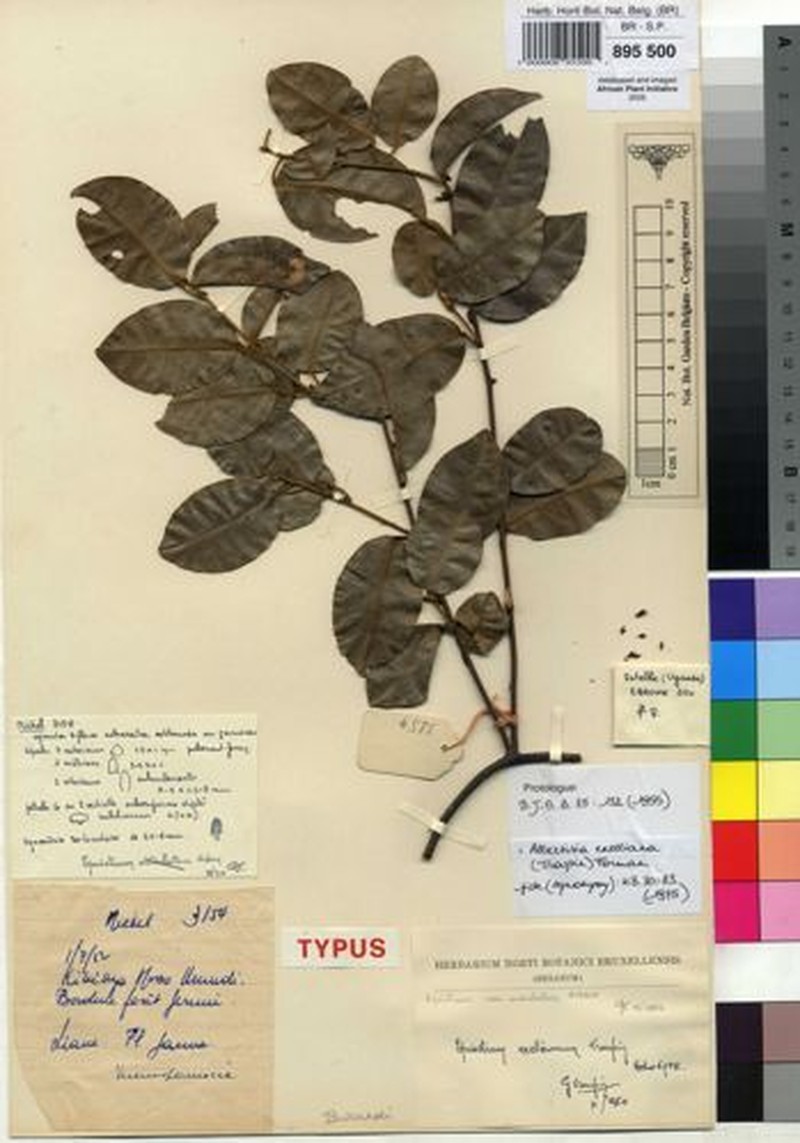 Albertisia exelliana photo 4