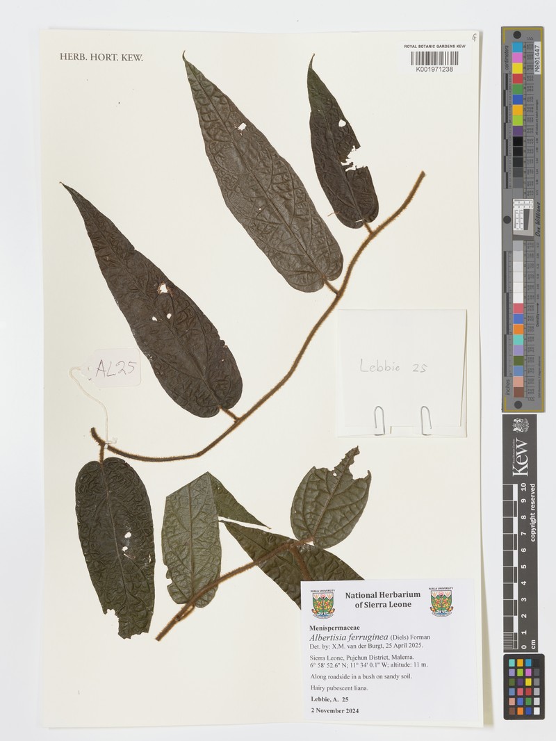 Albertisia ferruginea