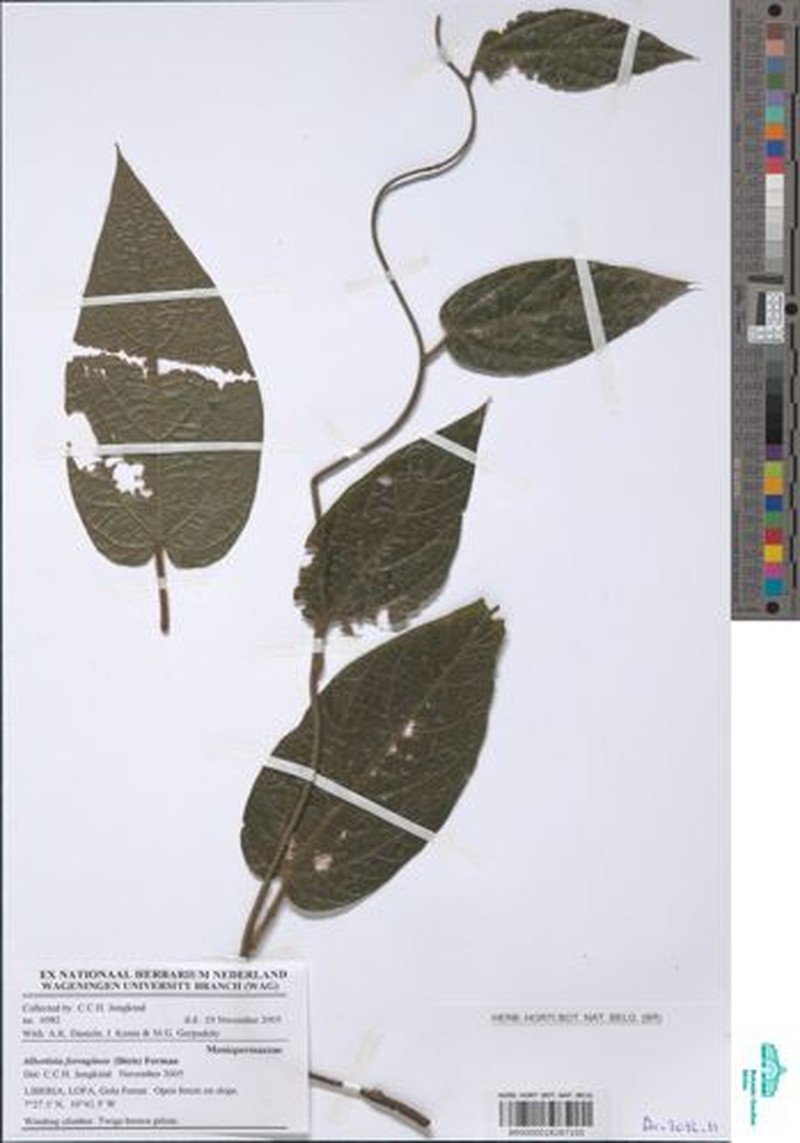 Albertisia ferruginea photo 2