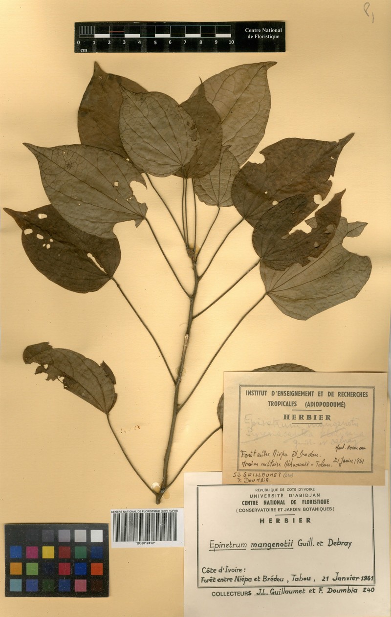 Albertisia mangenotii