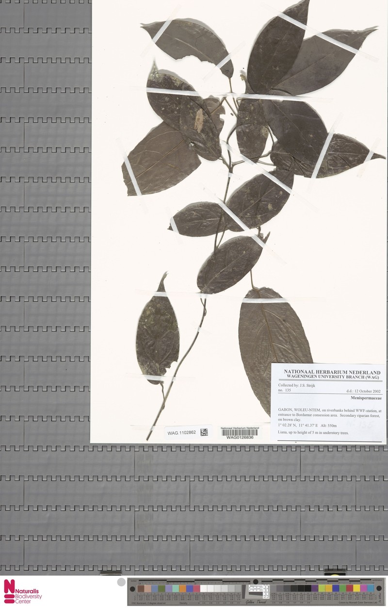 Albertisia mouilaensis