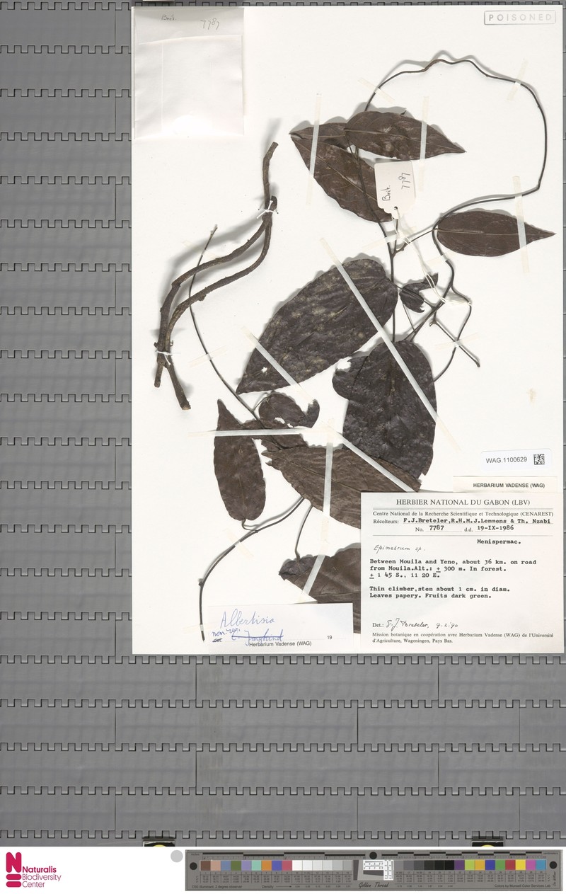 Albertisia mouilaensis photo 2