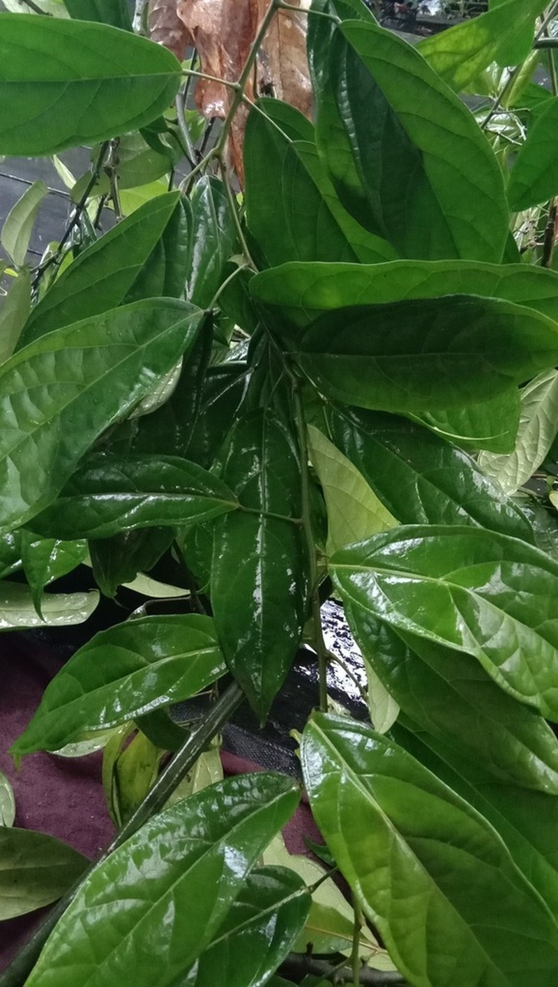 Albertisia papuana
