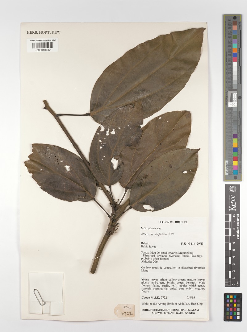 Albertisia papuana photo 3