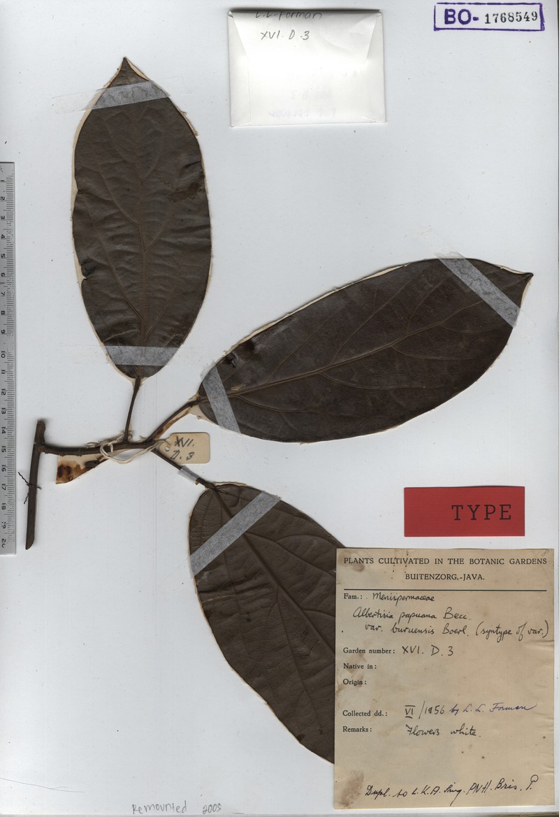 Albertisia papuana photo 5