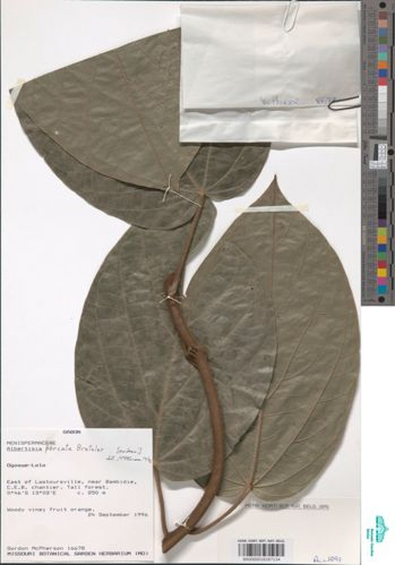 Albertisia porcata