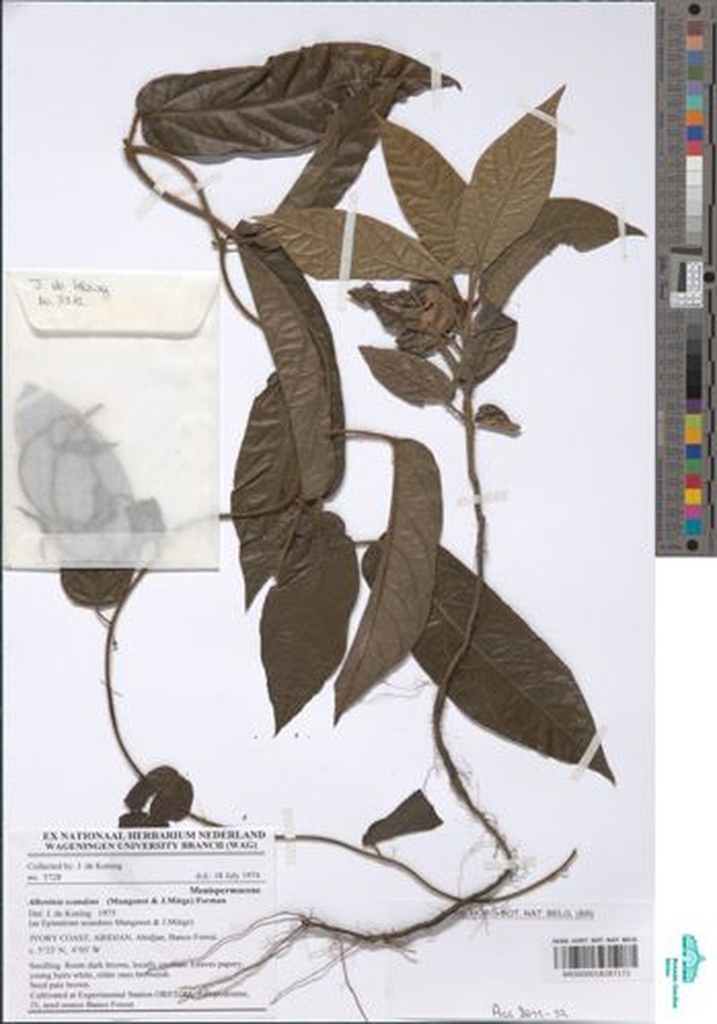Albertisia scandens