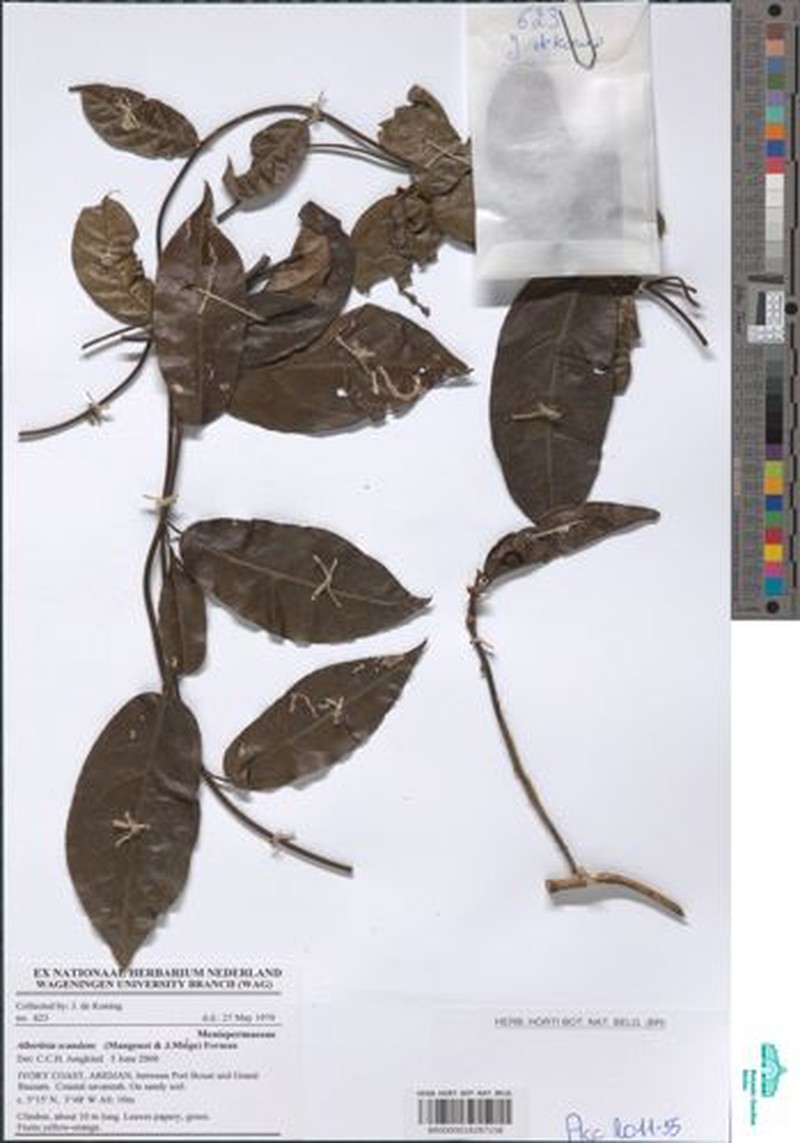 Albertisia scandens photo 2