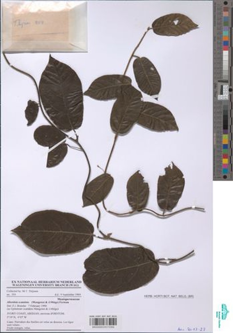 Albertisia scandens photo 3