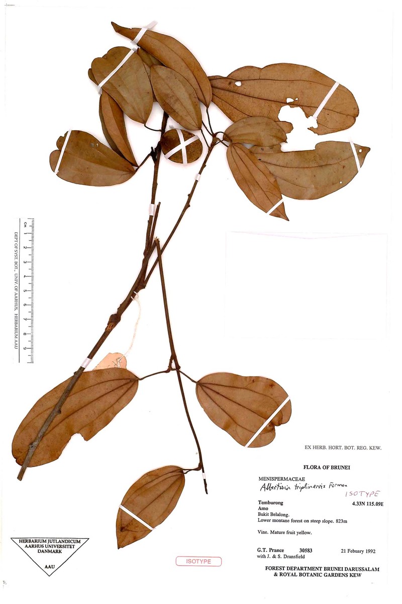 Albertisia triplinervis