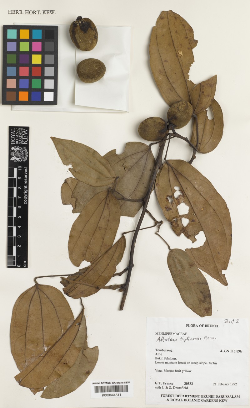 Albertisia triplinervis photo 2