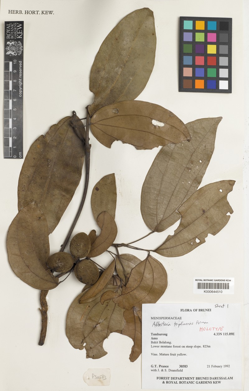 Albertisia triplinervis photo 3