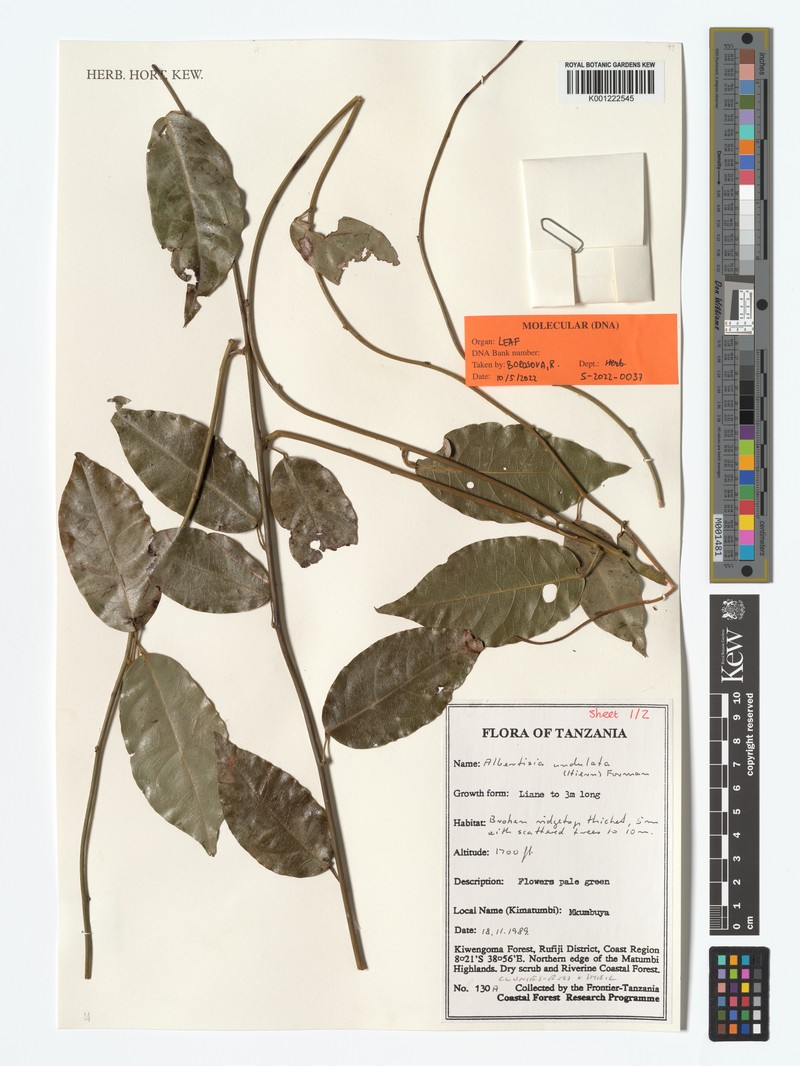 Albertisia undulata
