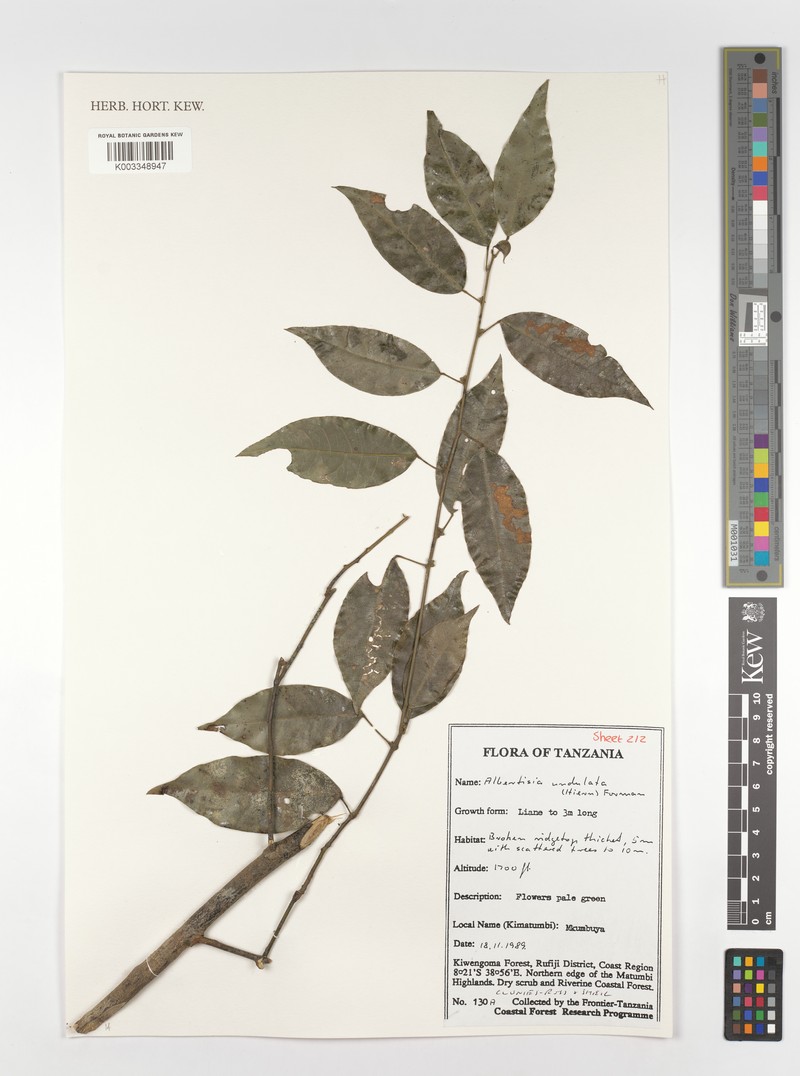Albertisia undulata photo 2