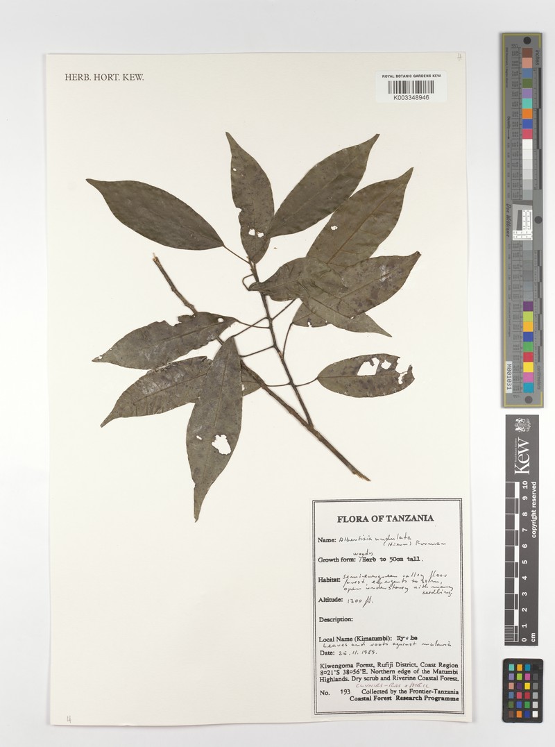 Albertisia undulata photo 3