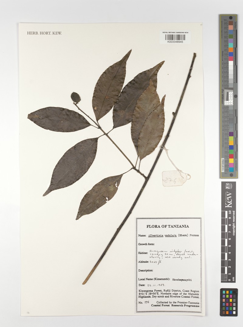 Albertisia undulata photo 4
