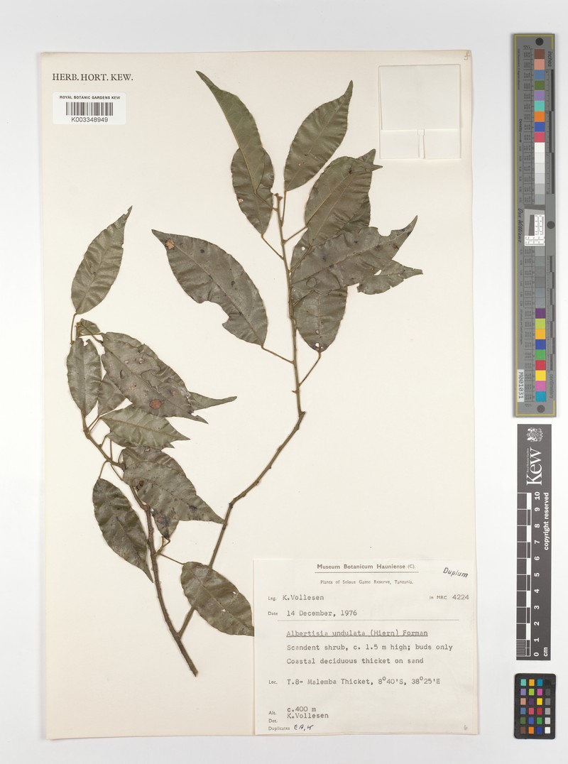 Albertisia undulata photo 5