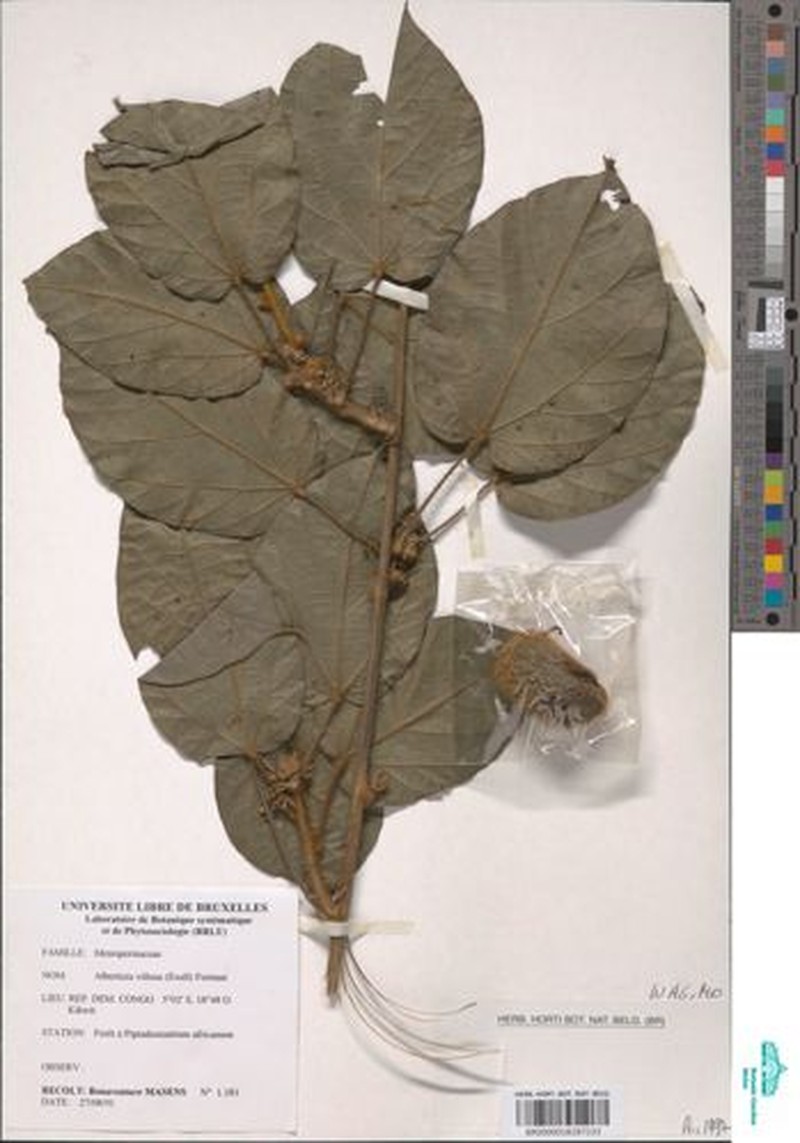 Albertisia villosa