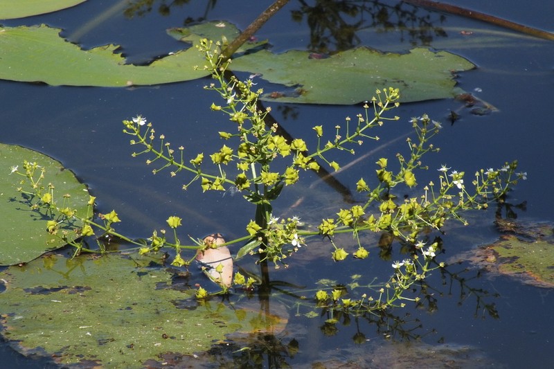Albidella acanthocarpa
