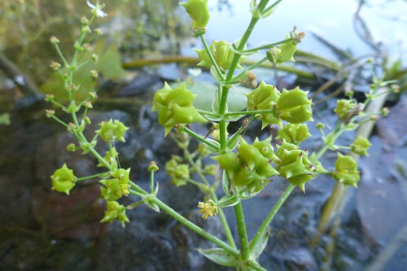 Albidella acanthocarpa photo 2