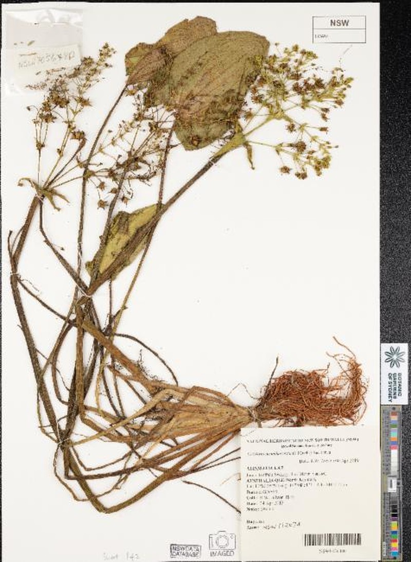 Albidella acanthocarpa photo 3